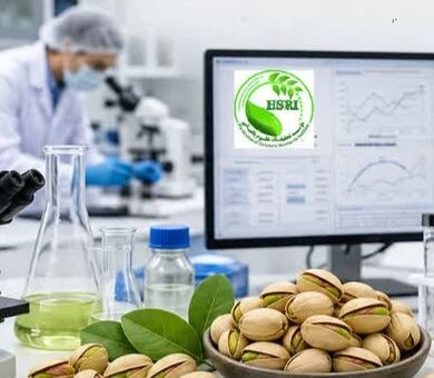 رهیافتی جدید برای ارتقای سلامت پسته ایران