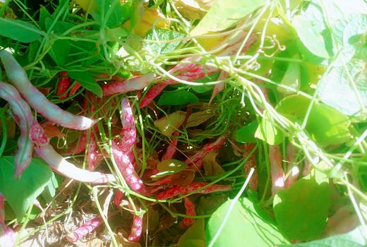 برداشت لوبیا از مزارع اقلید 