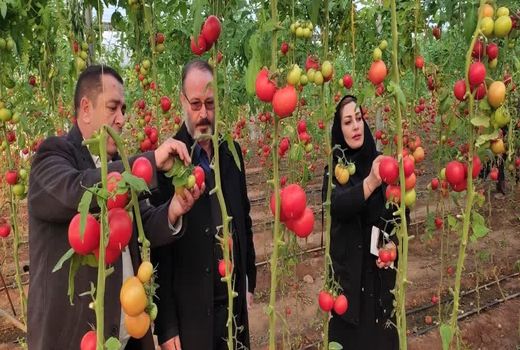 کشت‌های گلخانه‌ای در شهرستان مرند توسعه می‌یابد