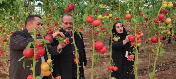کشت‌های گلخانه‌ای در شهرستان مرند توسعه می‌یابد