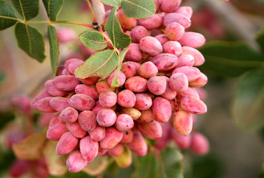 شروع برداشت پسته در شهرستان اشکذر