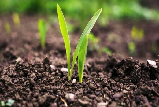 منابع کافی برای سعی و خطا وجود ندارد/ ضرورت ارتقاء بهره‌وری آب و خاک 