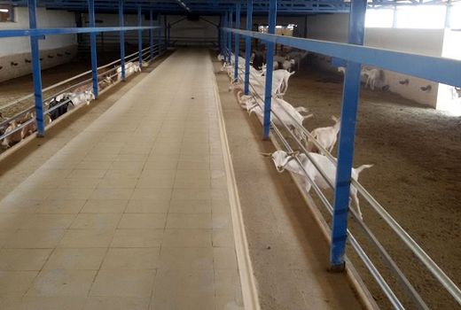 هویت گذاری ۱۶۰ هزار راس دام در خرامه