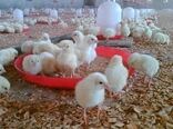 8 میلیون قطعه جوجه ریزی در واحدهای پرورش مرغ گوشتی استان زنجان