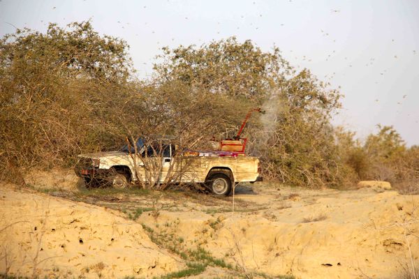 16 هکتار از مراتع جنوب سیستان و بلوچستان برای مبارزه با ملخ صحرایی سم پاشی شد