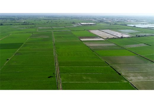 750 هکتار شالیزار محمودآباد تجهیز و نوسازی شد/ هزینه 74میلیاردی دولت