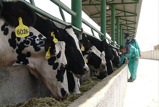  تخصیص 2 میلیارد و 500 میلیون تومان اعتبار برای طرح دامدار کارت در مراغه