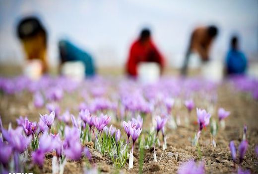 پیش بینی تولید 2.5 تن زعفران در استهبان