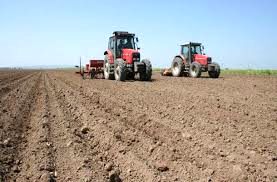 کشت ۱۴هزار هکتار گندم در بوشهر؛ تحقق برنامه ابلاغی منوط به بارندگی مؤثر  