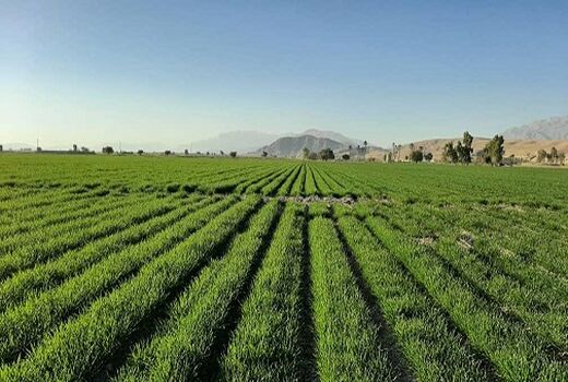کاشت مکانیزه  86 درصد از  مزارع گندم داراب 