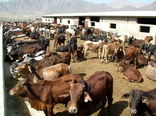 190 هزار راس دام سبک وسنگین در سیستان و بلوچستان پلاک کوبی شدند
