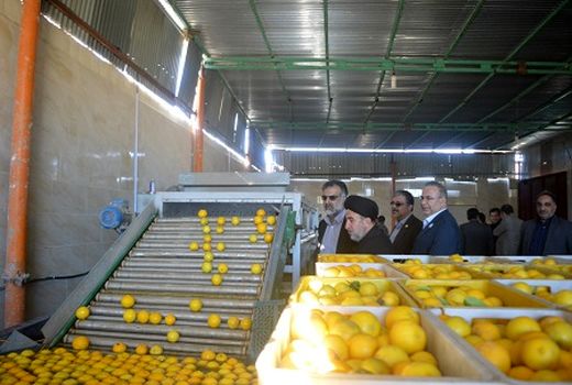 فارس قطب تولید لیمو شیرین کشور است