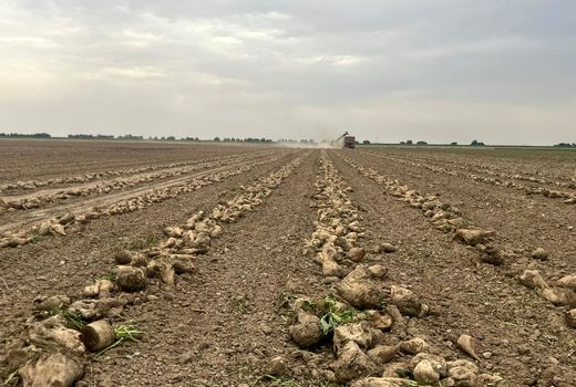  برداشت چغندر قند از اراضی کشت و صنعت فارابی