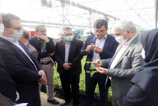 تولید بیش از ۶۰۰ هزارتن محصولات سبزی و صیفی در آذربایجان غربی 