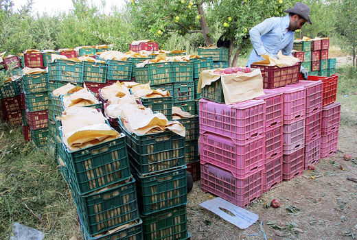 زیرساخت لازم برای صادرات محصولات کشاورزی وجود ندارد
