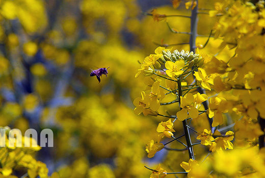  91 درصد پول کلزاکران پرداخت شد
