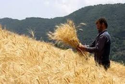 خرید تضمینی چهار هزار تن گندم از بهره‌برداران استان اصفهان