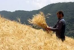 خرید تضمینی چهار هزار تن گندم از بهره‌برداران استان اصفهان