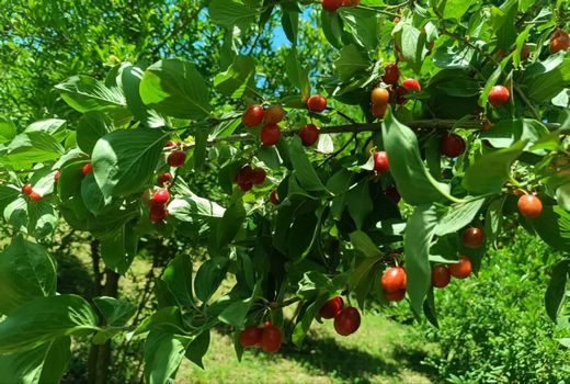 برداشت 350 تن زغال‌ اخته از سطح 70 هکتار باغات شهرستان خداآفرین