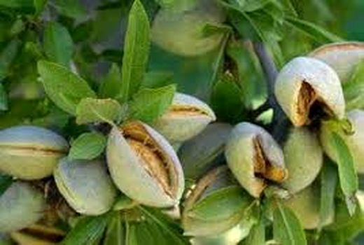 امضای تفاهم نامه پایه گذاری نخستین شهرک تخصصی بادام در کشور/فیلم