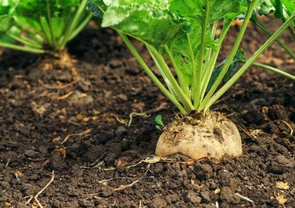 280 هکتار اراضی خضری دشت بیاض خراسان جنوبی زیرکشت چغندرقند