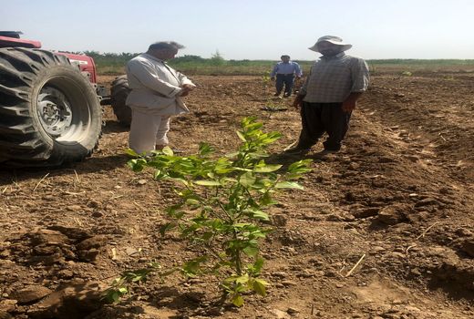 توزیع نهال یارانه دار در کارون