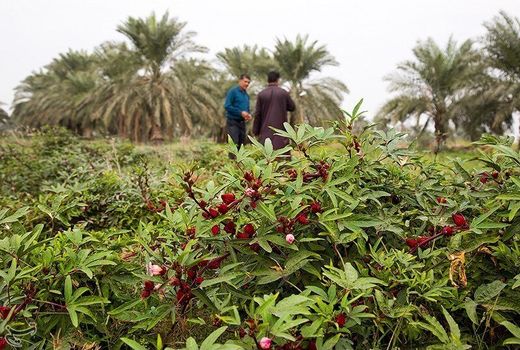 پیش‌بینی برداشت ۱۲ تن چای ترش در آبادان