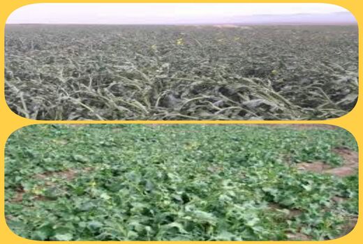 مقابله باخسارت سرمازدگی در محصول کلزا در فصل زمستان