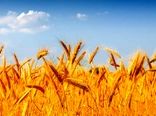 نرخ خرید تضمینی گندم به‌زودی اعلام خواهد شد