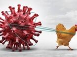 پیشگیری، تنها راه موثر  مقابله با آنفولانزا است