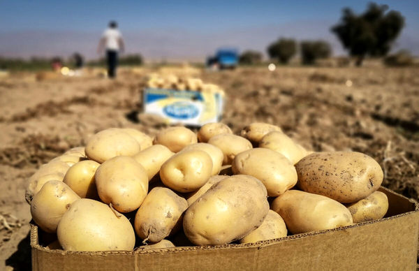 ۸۰ هزار تن سیبزمینی و پیاز ذخیرهسازی شود/ توسعه گلخانههای تابع اقلیم گوجهفرنگی