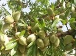  برداشت بادام درختی در شهرستان ارزوئیه