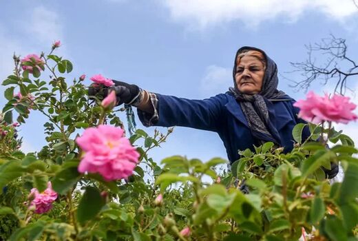 بیش از ۷۰ درصد گل‌محمدی جهان در ایران تولید می‌شود/گل محمدی؛ گونه‌ای راهبردی برای ایران کم‌آب