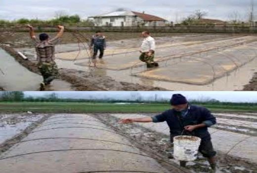 آغاز خزانه‌گیری برنج گیلان طبق تقویم زراعی