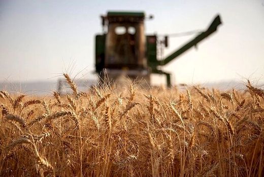 خسارت 70 درصدی خشکسالی به محصولات دیم استان ایلام