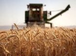 خسارت 70 درصدی خشکسالی به محصولات دیم استان ایلام