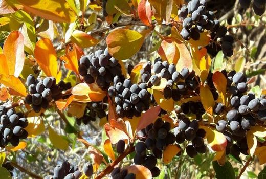 آغاز برداشت زرشک کوهی از ارتفاعات اسفراین