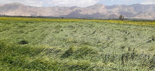 خسارت  5 هزار میلیارد ریالی به بخش کشاورزی فارس 