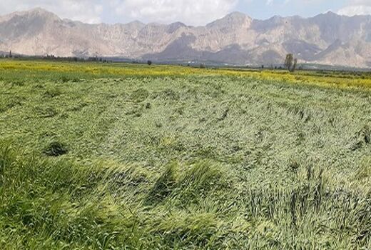 خسارت  5 هزار میلیارد ریالی به بخش کشاورزی فارس 