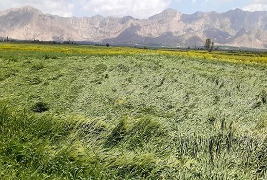 خسارت  5 هزار میلیارد ریالی به بخش کشاورزی فارس 