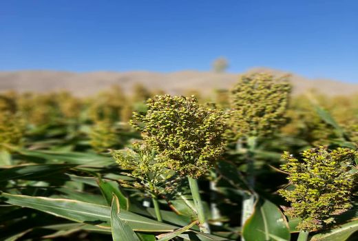 کشت سورگوم دانه ای برای اولین بار در شهرستان جلفا