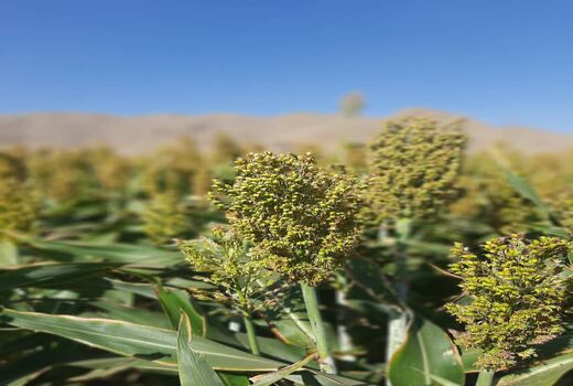کشت سورگوم دانه ای برای اولین بار در شهرستان جلفا