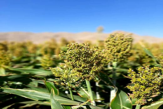 کشت سورگوم دانه ای برای اولین بار در شهرستان جلفا