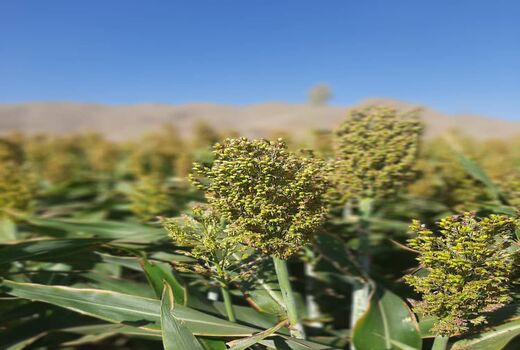 کشت سورگوم دانه ای برای اولین بار در شهرستان جلفا