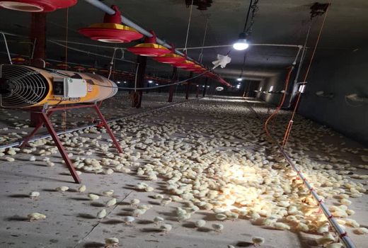 رصد و پایش مستمر جوجه‌ریزی در واحدهای پرورش مرغ گوشتی آذربایجان‌غربی