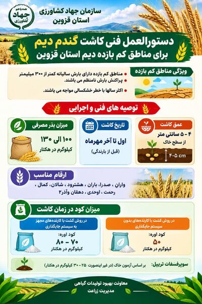 اینفوگرافیک | دستورالعمل فنی کاشت گندم دیم برای مناطق کم بازده دیم استان قزوین 