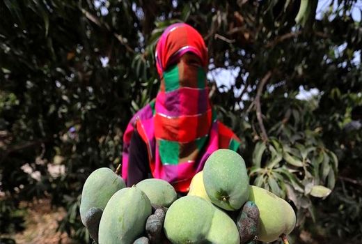 آغاز برداشت انبه در میناب/ پیش‌بینی تولید ۱۷ هزار تن انبه در میناب