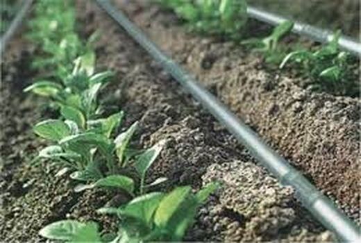 شبکه آبیاری نوین  در ۱۲۶ هزار هکتار زمین کشاورزی استان اصفهان 