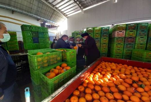 تولید 750 هزار تن مرکبات در ساری/فعالیت 60 واحد سورتینگ