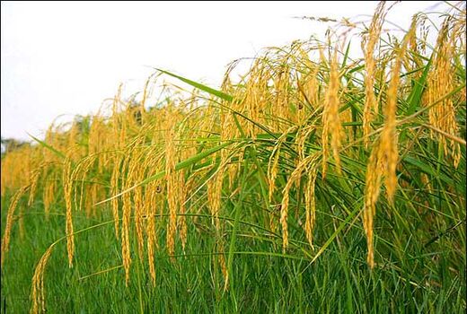 اجرای طرح مصرف ریزمغذی در 100 هزار هکتار مزارع برنج مازندران/ افزایش 7 درصدی تولید